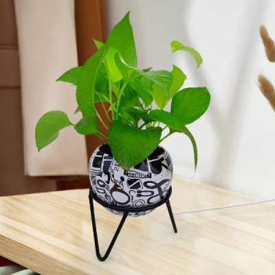 Money Plant Marble Prince - Black Printed Metal Pot with Stand