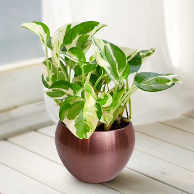 Money Plant Marble Queen With Brass Pot