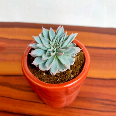 Pachyveria clavata - Succulent Plant
