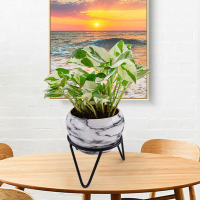 Money Plant Marble Prince - Marble Metal Pot with Stand