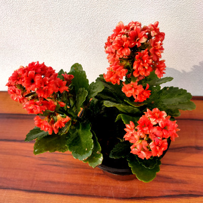 Kalanchoe (Red) - Plant