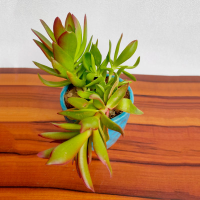 Crassula Campfire - Succulent Plant