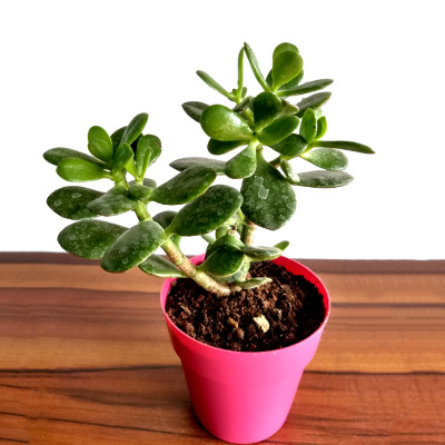 Crassula Ovata Plant