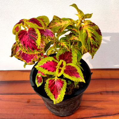 Coleus Bicolor Plant