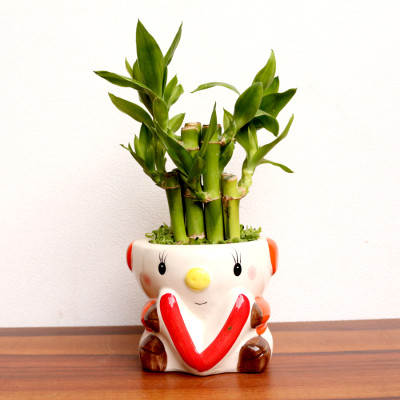 2 Layer Bamboo Plant