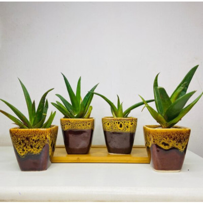 Small Tiger table top Ceremic pots (Set of 4)