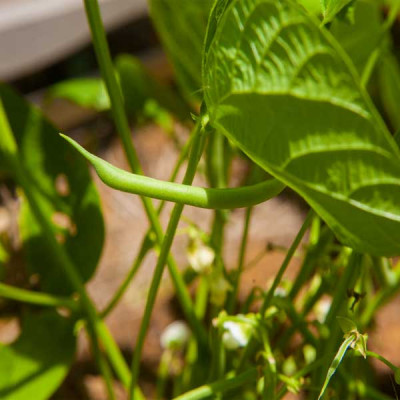 Bush Beans - Vegetable Seeds