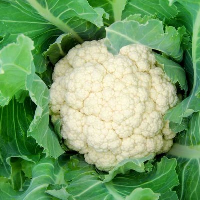 Cauliflower Snowball 16 - Vegetable Seeds
