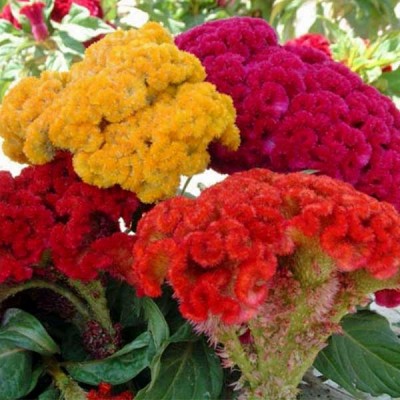 Celosia Cockscomb Dwarf Cristata Mixed Color Flowering Seeds