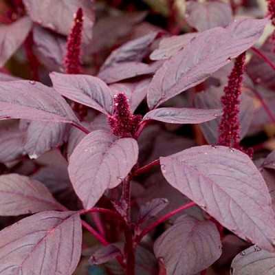 Choulai Red Edible, Amaranthus Red Edible -  Vegetable Seeds