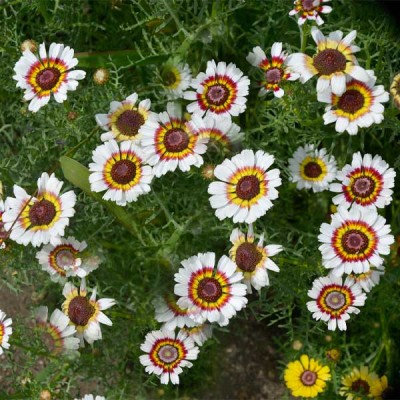 Chrysanthemum Carinatum Mixed Color Flowering Seeds