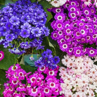 Cineraria Mixed Color Flowering Seeds