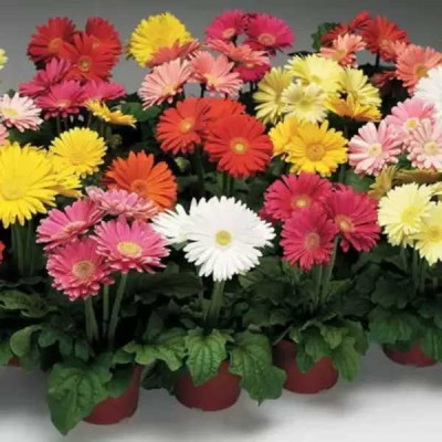 Gerbera Micro Mini Flowering Seeds