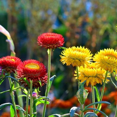 Helichrysum Bracteatum Dwarf Mixed Color Flowering Seeds