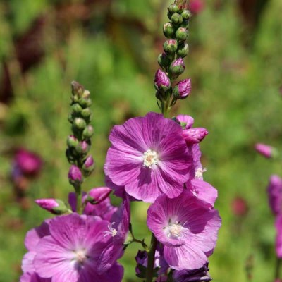 Hollyhock F1 Dwarf Flowering Seeds