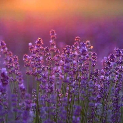 Lavender Flowering Seeds