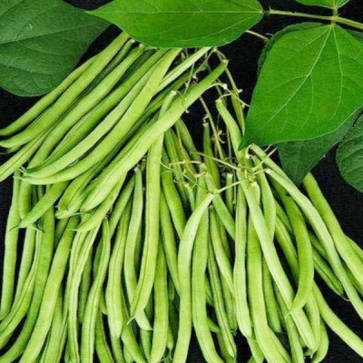 Lobia Beans - Vegetable Seeds