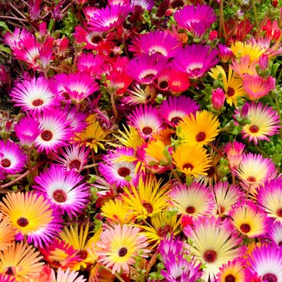 Mesembryanthemum Ice Plant Mixed Color Flowering Seeds