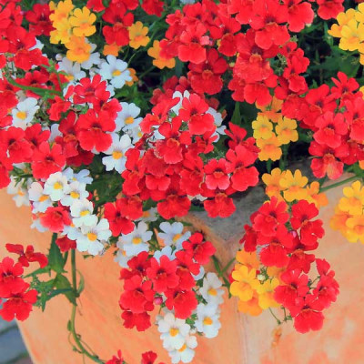 Nemesia Carnival Mixed Color Flowering Seeds
