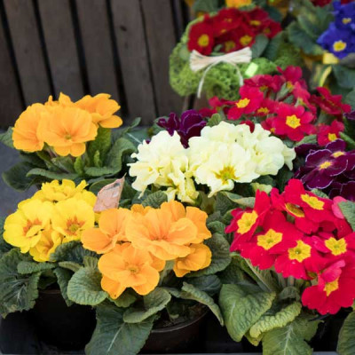 Primula Selection Mixed Color Flowering Seeds