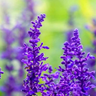 Salvia Farinacea Blue Flowering Seeds