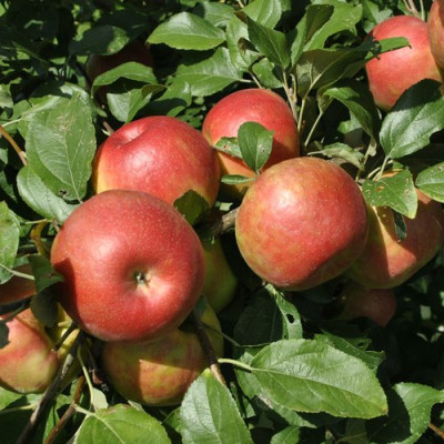 Aanna apple Fruit Plant