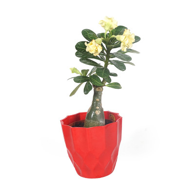 Adenium Multi Petal (Lemon Yellow) Plant