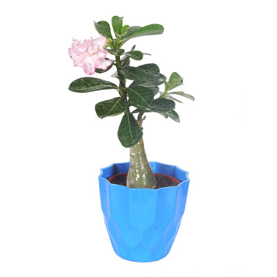 Adenium Multi Petal (white and Pink)