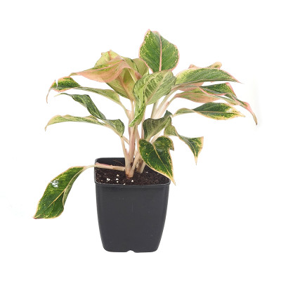 Aglonema Butterfly