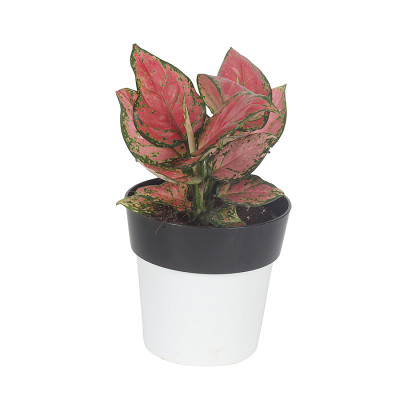 Aglaonema Pink Gem Plant With Planter