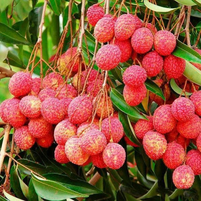 All time thai variety lychee plant