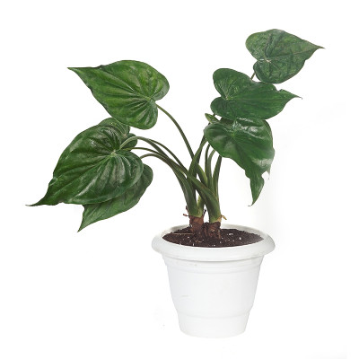 Alocasia Cucullata