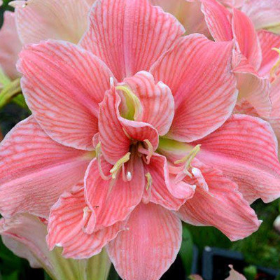 Ameraj Lili Pink Shaded Flower Bulbs