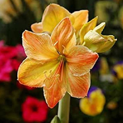 Ameraj Lili Yellow & Orange Shaded Flower Bulbs