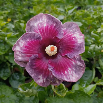 Americans Hibiscus Purple, Red & White Shade Flower Plant