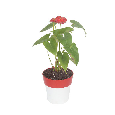 Anthurium Red Plant with Planter