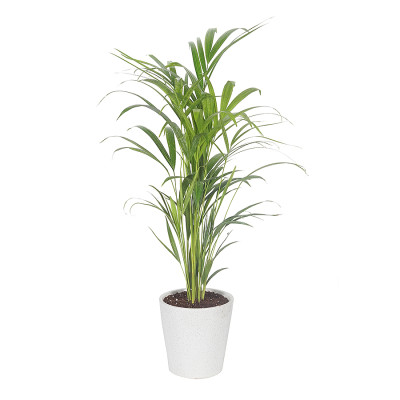 Areca Palm