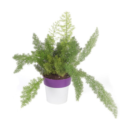Asparagus Foxtail - Fern