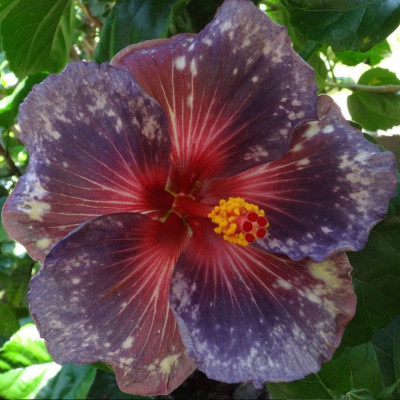 Australian Hybiscus (Purple & Pink) Plant