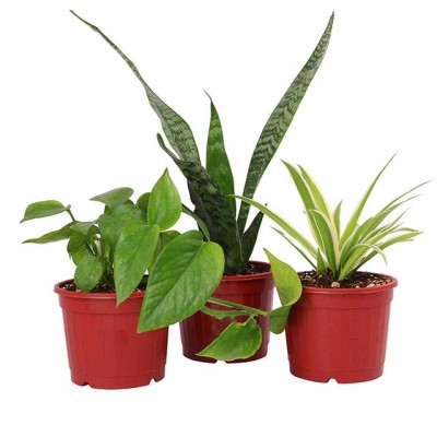 Combo Of 3 Green Plants