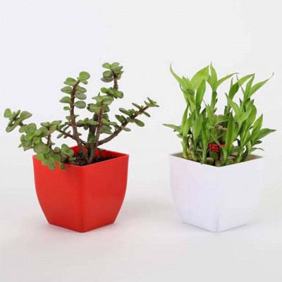 Combo Of Jade And Lucky Bamboo Plant
