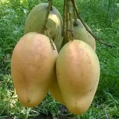Bari 11 Grafting Mango Fruit Plants