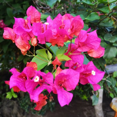 Bougainville Pink Color flower plants