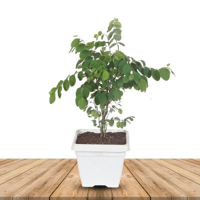 Breynia Nibosa - Snow Bush