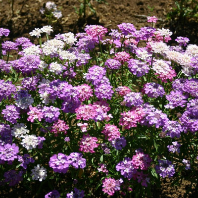Candytuff Mixed Flowering Seeds