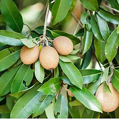 Chikoo, Sapota, Chiku Fruit (Grafted) – Plant