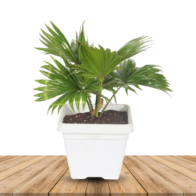 China Palm