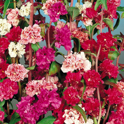 Clarkia Mixed Flowering Seeds
