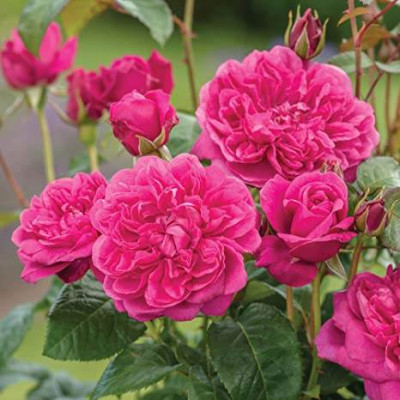 Climbing Rose Plants