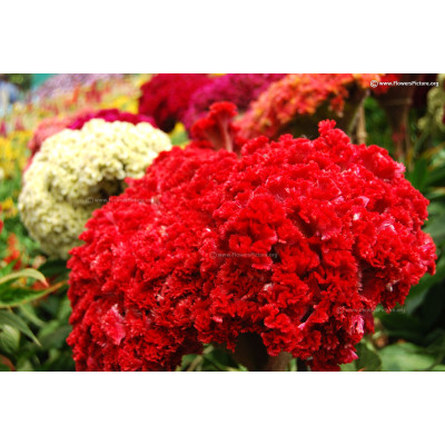 Cockscomb Red Flowering Seeds